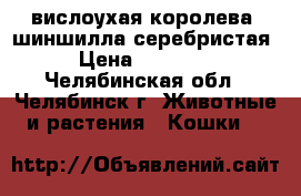 вислоухая королева -шиншилла серебристая › Цена ­ 12 000 - Челябинская обл., Челябинск г. Животные и растения » Кошки   